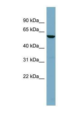 Western Blot: Tissue alpha-L-Fucosidase/FUCA1 Antibody [NBP1-57993]