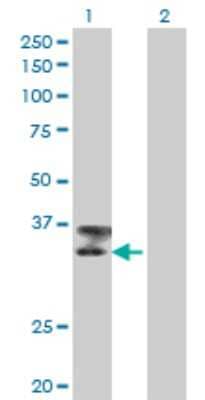 Western Blot: Titin Antibody (6H5) [H00007273-M09]