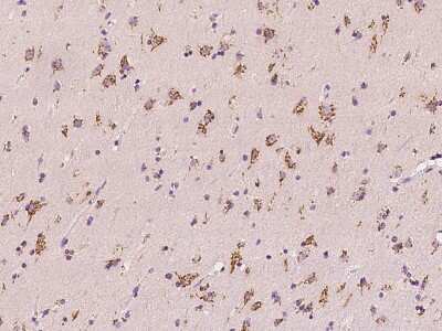 Immunohistochemistry-Paraffin: Tm9sf3 Antibody [NBP2-97846]