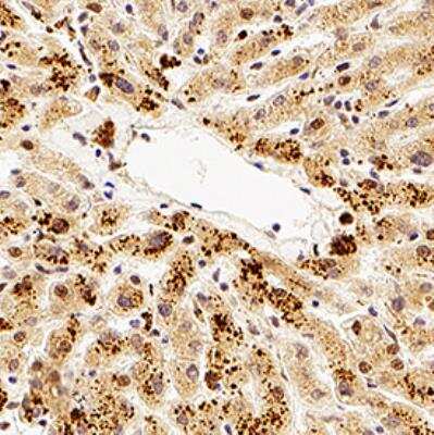 Immunohistochemistry-Paraffin: Tmp21/p23 Antibody - BSA Free [NB110-57587]