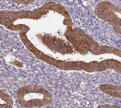 Immunohistochemistry-Paraffin: Tmp21/p23 Antibody [NBP2-47600]