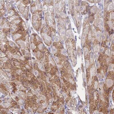 Immunohistochemistry-Paraffin: Tmp21/p23 Antibody [NBP2-48969]