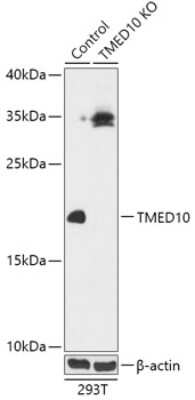 Knockout Validated: Tmp21/p23 Antibody - Azide and BSA Free [NBP3-03691]