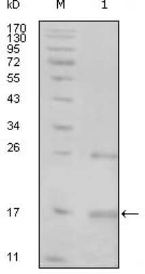 Western Blot: Tnk1 Antibody (1B5G3)BSA Free [NBP1-47379]