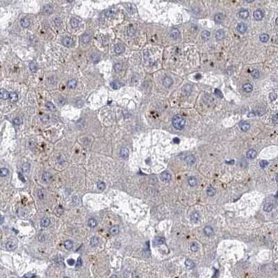 Immunohistochemistry-Paraffin: Tollip Antibody [NBP1-81596]