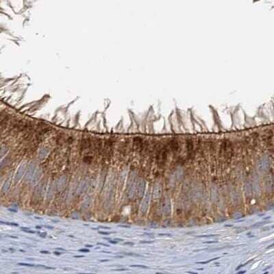 Immunohistochemistry-Paraffin: Tollip Antibody [NBP1-81596]