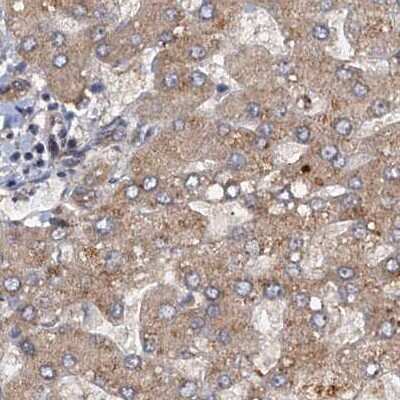 Immunohistochemistry-Paraffin: Tollip Antibody [NBP1-81597]
