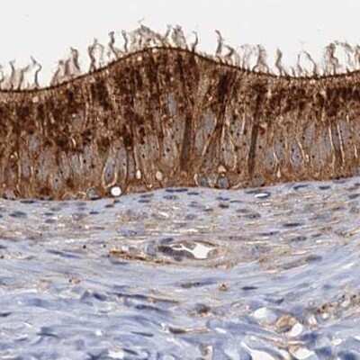 Immunohistochemistry-Paraffin: Tollip Antibody [NBP1-81597]