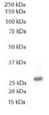 Western Blot: Tollip Antibody (SB40a)Azide and BSA Free [NBP1-28621]