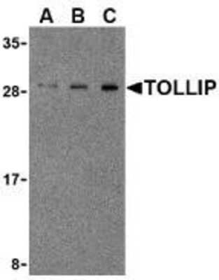 Western Blot: Tollip AntibodyBSA Free [NBP1-77255]