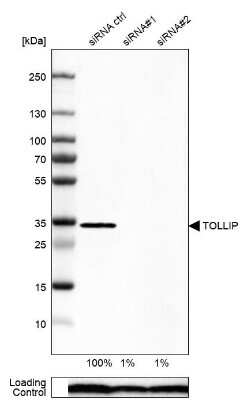 Western Blot: Tollip Antibody [NBP1-81596]