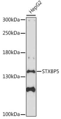 Western Blot: Tomosyn AntibodyAzide and BSA Free [NBP3-03781]