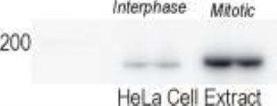 Western Blot: TopBP1 Antibody [NB100-217]