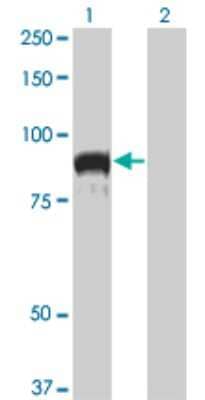 Western Blot: Topo III beta Antibody (1H4) [H00008940-M04]