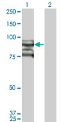 Western Blot: Topo III beta Antibody (1H8) [H00008940-M03]