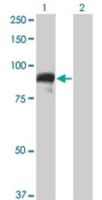 Western Blot: Topo III beta Antibody (4H7) [H00008940-M05]