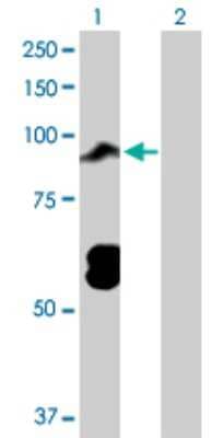 Western Blot: Topo III beta Antibody [H00008940-D01P]