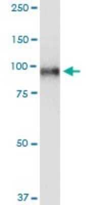 Western Blot: Topoisomerase I Antibody (1A1) [H00007150-M01]