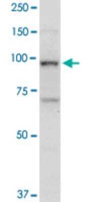 Western Blot: Topoisomerase I Antibody (1A1) [H00007150-M01]