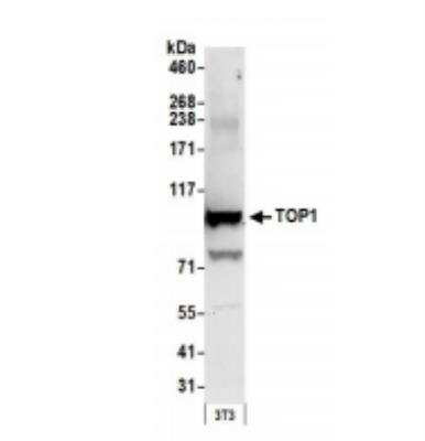 Western Blot: Topoisomerase I Antibody [NBP1-30482]