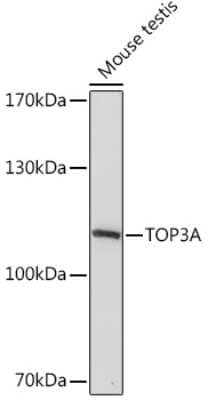 Western Blot: Topoisomerase III alpha AntibodyAzide and BSA Free [NBP3-15507]