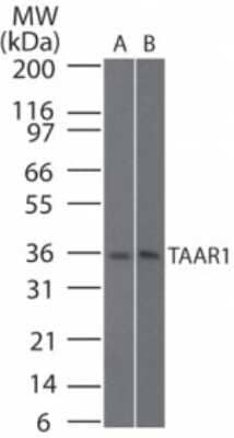 Western Blot: Trace Amine Receptor 1 Antibody [NBP2-24720]