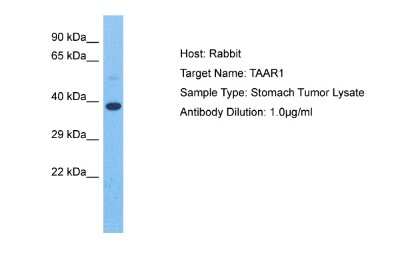 Western Blot: Trace Amine Receptor 1 Antibody [NBP2-88451]