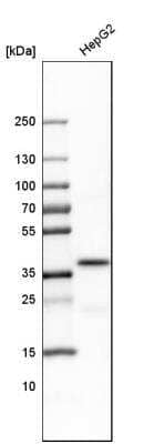 Western Blot: Transaldolase 1 Antibody [NBP1-88109]