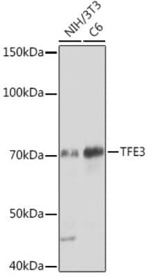 Western Blot: Transcription factor E3 Antibody (1O9E9) [NBP3-15276]