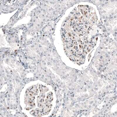 Immunohistochemistry-Paraffin: Transcription factor E3 Antibody (CL12810) [NBP3-18574]