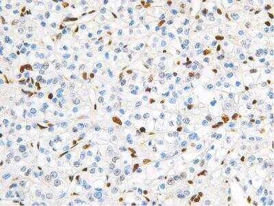 Immunohistochemistry-Paraffin: Transcription factor E3 Antibody (IHC672) [NBP2-75987]