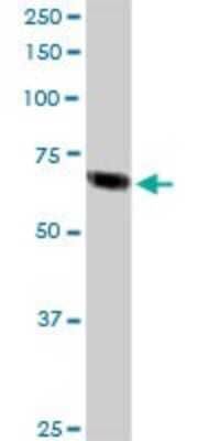 Western Blot: Transcription factor E3 Antibody [H00007030-D01P]