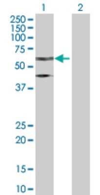 Western Blot: Transcription factor E3 Antibody [H00007030-D01P]
