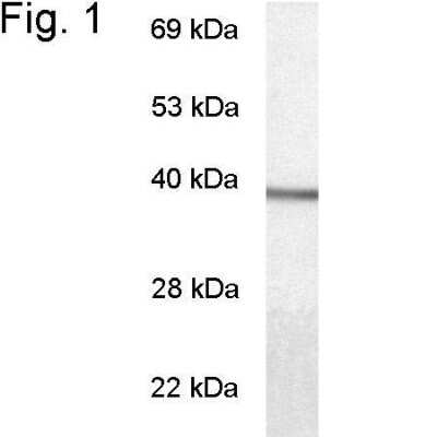 Western Blot: Transducin alpha AntibodyBSA Free [NB120-3504]