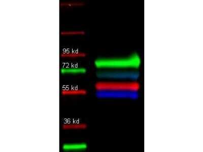 Western Blot: Transferrin Antibody [NB600-931]