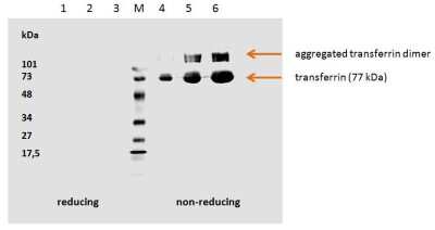 Western Blot: Transferrin Antibody (HTF-14)Azide and BSA Free [NBP2-37718]