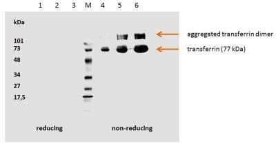 Western Blot: Transferrin Antibody (HTF-14)BSA Free [NB500-418]