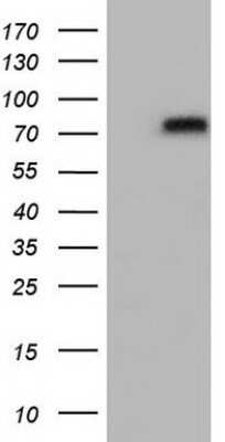Western Blot: Transferrin Antibody (OTI5G2)Azide and BSA Free [NBP2-74583]