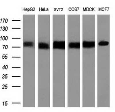 Western Blot: Transferrin Antibody (OTI5G2)Azide and BSA Free [NBP2-74583]