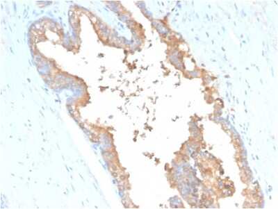 Immunohistochemistry-Paraffin: Transferrin Antibody (TF/3001) [NBP2-79778]