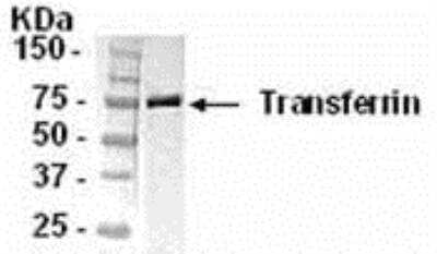 Western Blot: Transferrin AntibodyBSA Free [NB300-340]