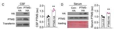 Western Blot: Transferrin Antibody [NBP1-97472]