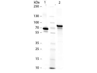 SDS-PAGE: Transferrin Native Protein [NBC1-04256]