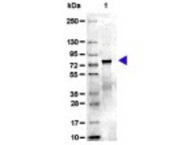 SDS-PAGE: Transferrin Native Protein [NBP1-97006]