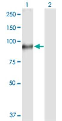 Western Blot: Transglutaminase 1/TGM1 Antibody [H00007051-D01P]