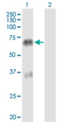 Western Blot: Transglutaminase 4/TGM4 Antibody [H00007047-B01P]