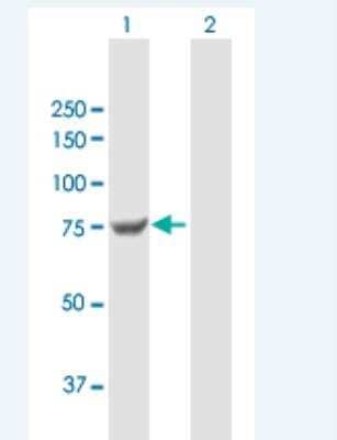 Western Blot: Transglutaminase 7/TGM7 Antibody [H00116179-B01P-50ug]
