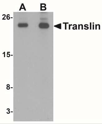 Western Blot: Translin AntibodyBSA Free [NBP1-76581]