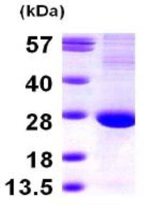 SDS-PAGE: Recombinant Human Translin Protein [NBP1-49449]