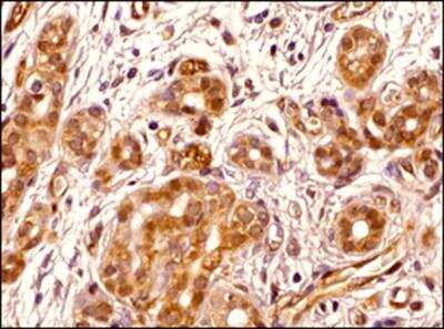 Immunohistochemistry-Paraffin: Transportin 1 Antibody (D45) - BSA Free [NB600-1397]